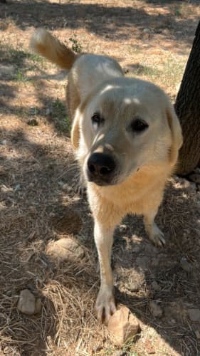 Beykoz Melez 10 Melez Köpek, İstanbul
