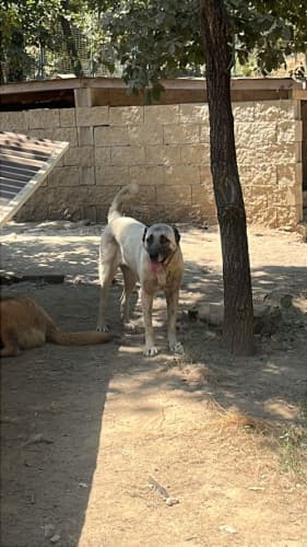 Beykoz Melez 11 Melez Köpek, İstanbul
