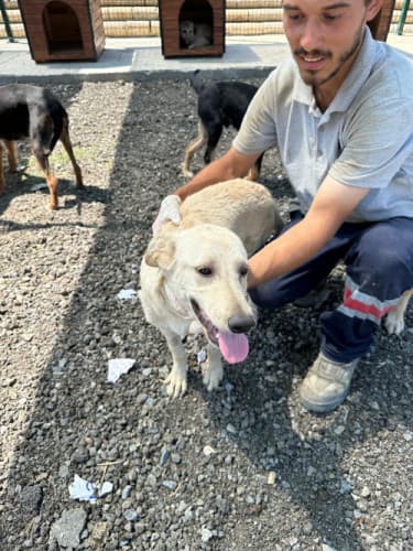 Beykoz Melez 12 Melez Köpek, İstanbul
