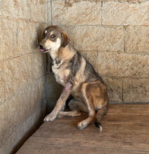 Beykoz Melez 14 Melez Köpek, İstanbul