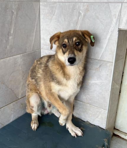 Beykoz Melez 15 Melez Köpek, İstanbul