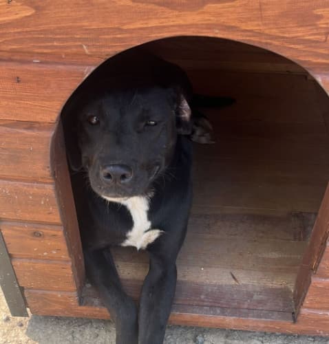 Beykoz Melez 16 Melez Köpek, İstanbul