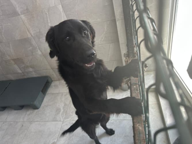 Beykoz Melez 17 Melez Köpek, İstanbul
