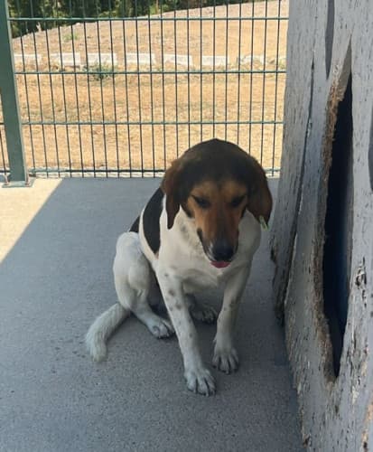 Beykoz Melez 18 Melez Köpek, İstanbul