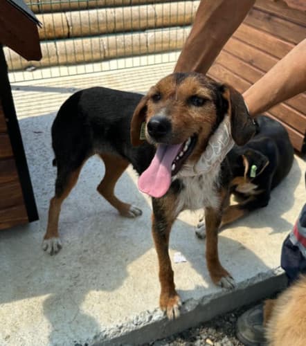 Beykoz Melez 19 Melez Köpek, İstanbul