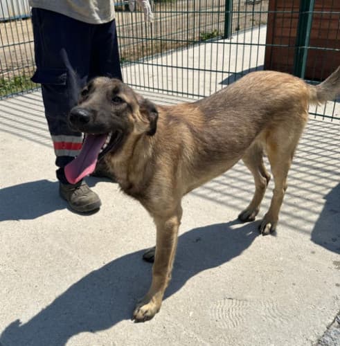 Beykoz Melez 20 Melez Köpek, İstanbul