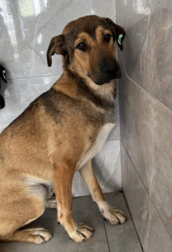 Beykoz Melez 21 Melez Köpek, İstanbul