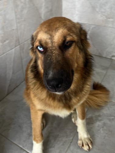 Beykoz Melez 22 Melez Köpek, İstanbul