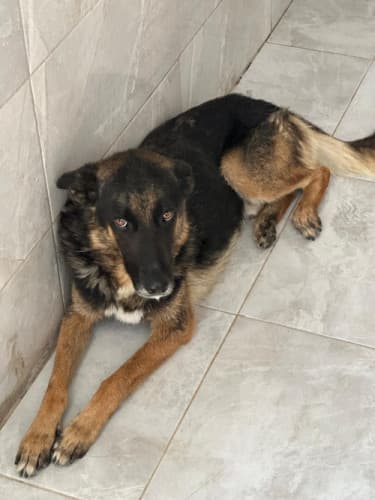 Beykoz Melez 23 Melez Köpek, İstanbul