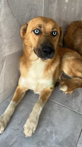 Beykoz Melez 24 Melez Köpek, İstanbul