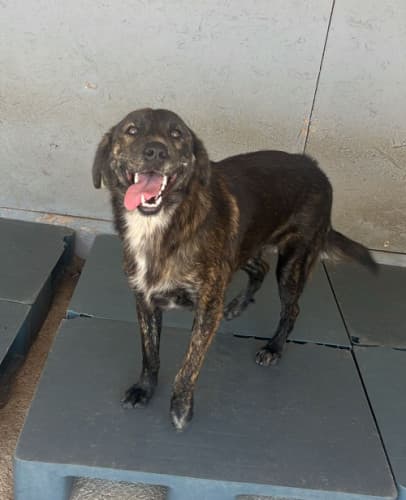 Beykoz Melez 25 Melez Köpek, İstanbul