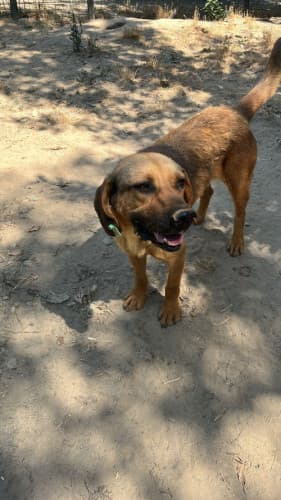Beykoz Melez 8 Melez Köpek, İstanbul