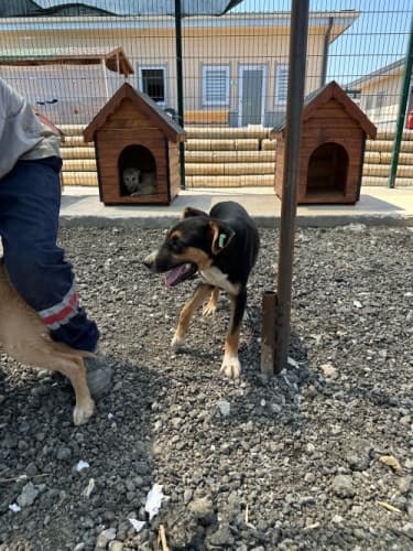 Beykoz Melez 9 Melez Köpek, İstanbul