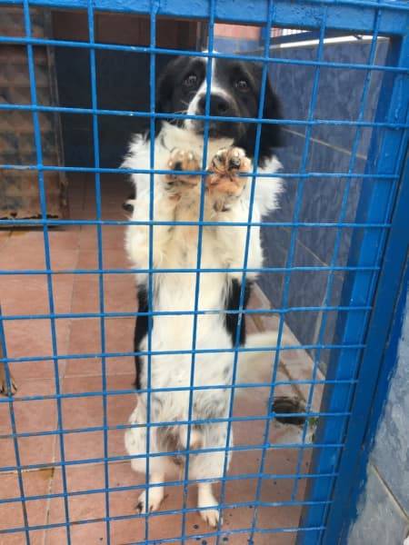 Bodrum Minik, Kırma Kırma Köpek fotoğrafı