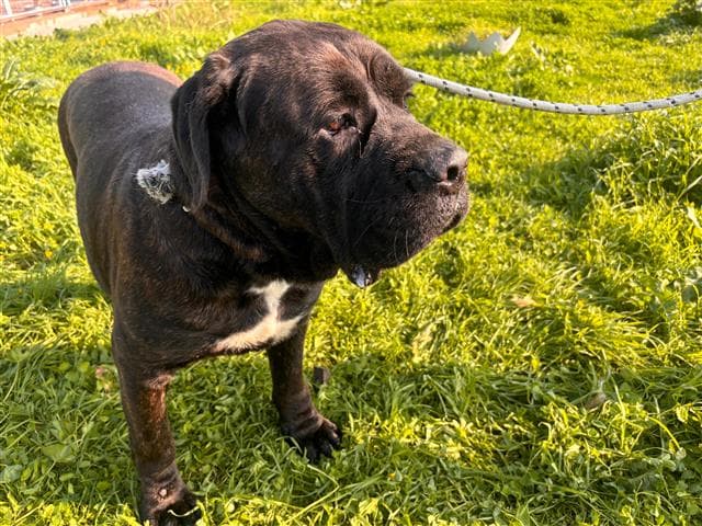 Büyükçekmece CANE CORSO 42560 Cane Corso Köpek fotoğrafı
