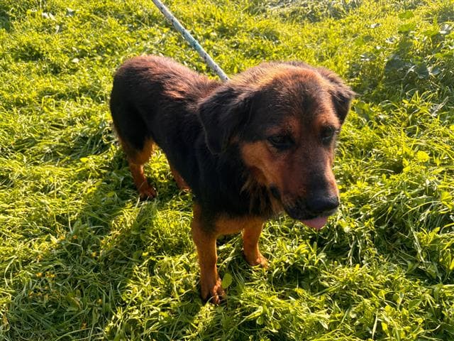 Büyükçekmece MELEZ 66977 Melez Köpek fotoğrafı