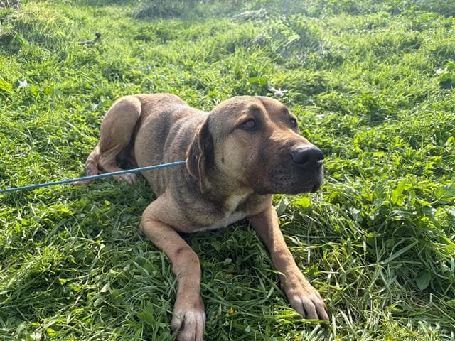 Büyükçekmece KANGAL MELEZİ 67967 Kangal Melezi Köpek fotoğrafı