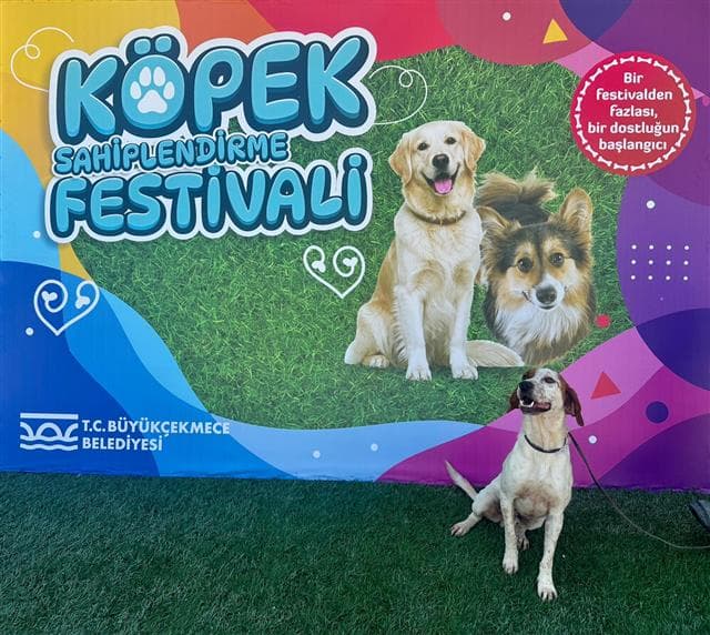 Büyükçekmece SETTER 68840 Setter Köpek fotoğrafı