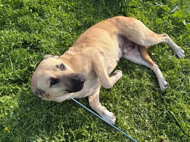 Büyükçekmece KANGAL MELEZİ 69619 Kangal Melezi Köpek fotoğrafı