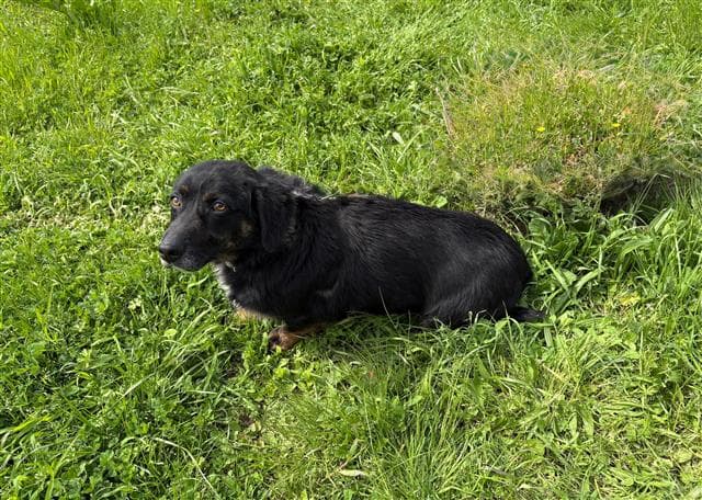 Büyükçekmece MELEZ 69928 Melez Köpek fotoğrafı