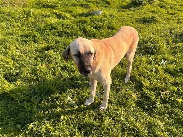 Büyükçekmece KANGAL MELEZİ 70260 Kangal Melezi Köpek fotoğrafı