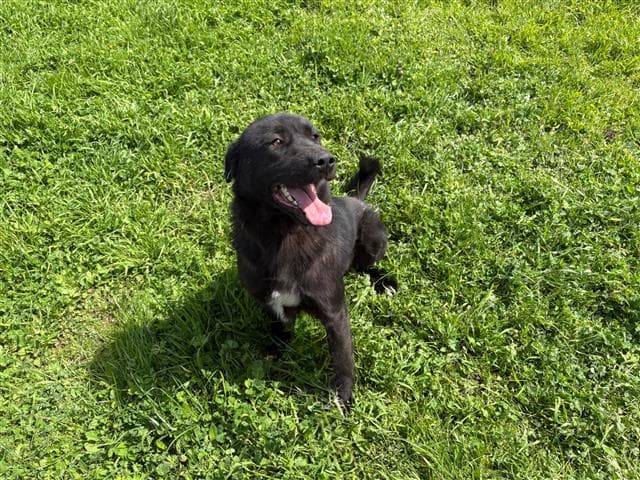 Büyükçekmece MELEZ 71170 Melez Köpek fotoğrafı