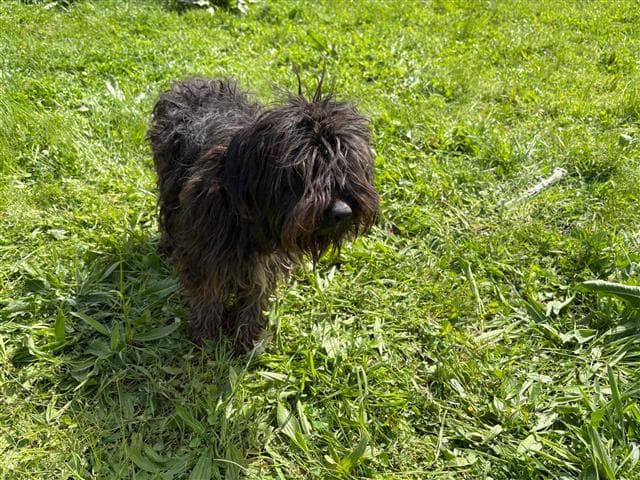 Büyükçekmece TERRİER 71341 Terrier Köpek fotoğrafı