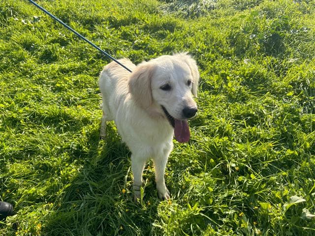 Büyükçekmece GOLDEN RETRİEVER 72355 Golden Retriever Köpek fotoğrafı