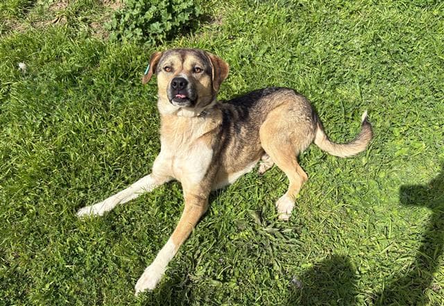 Büyükçekmece KANGAL MELEZİ 72360 Kangal Melezi Köpek fotoğrafı