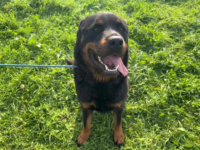 Büyükçekmece ROTWEİLLER MELEZİ 74173 Rotweiller Melezi Köpek fotoğrafı