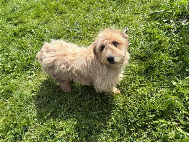 Büyükçekmece TERRİER 75242 Terrier Köpek fotoğrafı