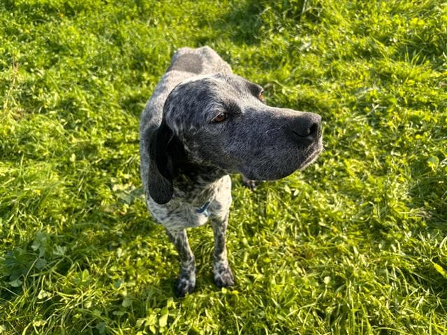 Büyükçekmece SETTER 75404 Setter Köpek fotoğrafı