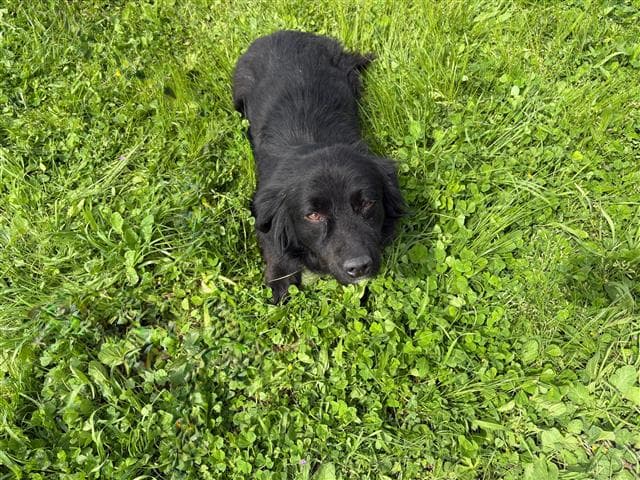 Büyükçekmece MELEZ 76816 Melez Köpek fotoğrafı