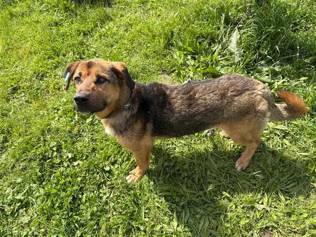 Büyükçekmece MELEZ 77461 Melez Köpek fotoğrafı