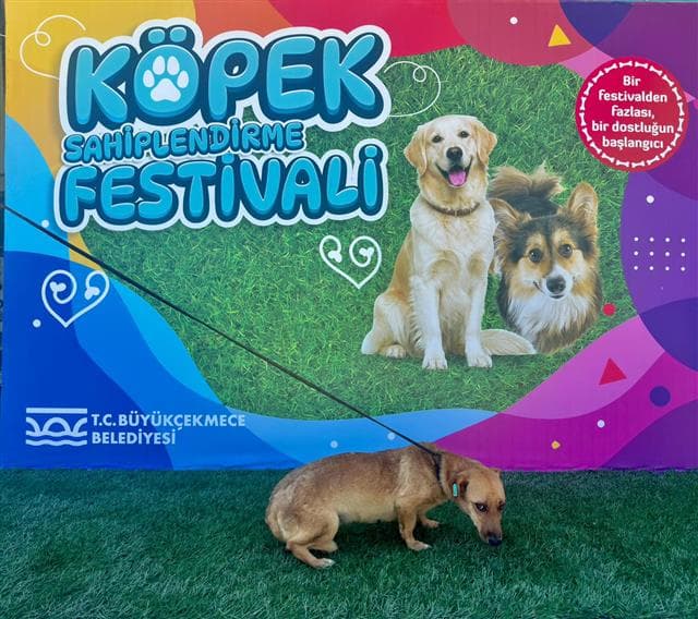 Büyükçekmece MELEZ 78145 Melez Köpek fotoğrafı