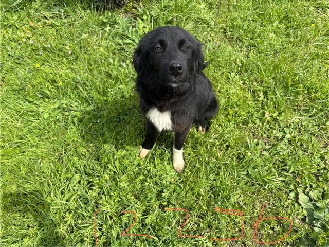 Büyükçekmece MELEZ 78163 Melez Köpek fotoğrafı