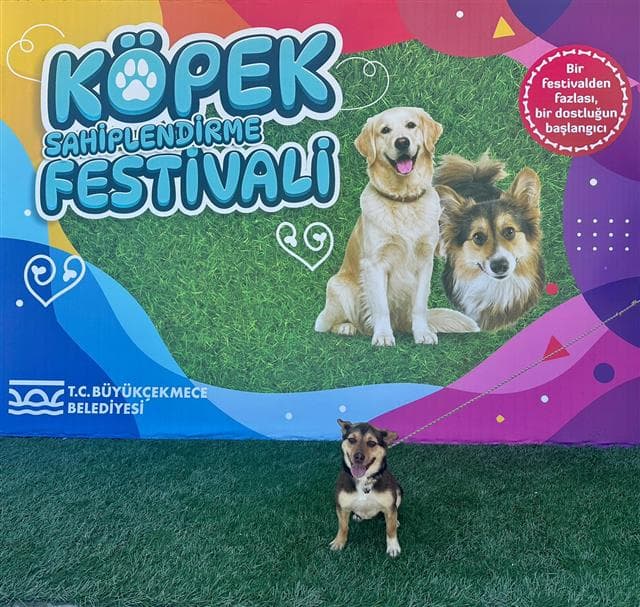Büyükçekmece MELEZ 78967 Melez Köpek fotoğrafı