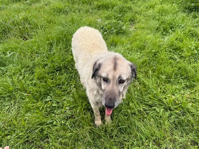 Büyükçekmece KANGAL MELEZİ 79237 Kangal Melezi Köpek fotoğrafı