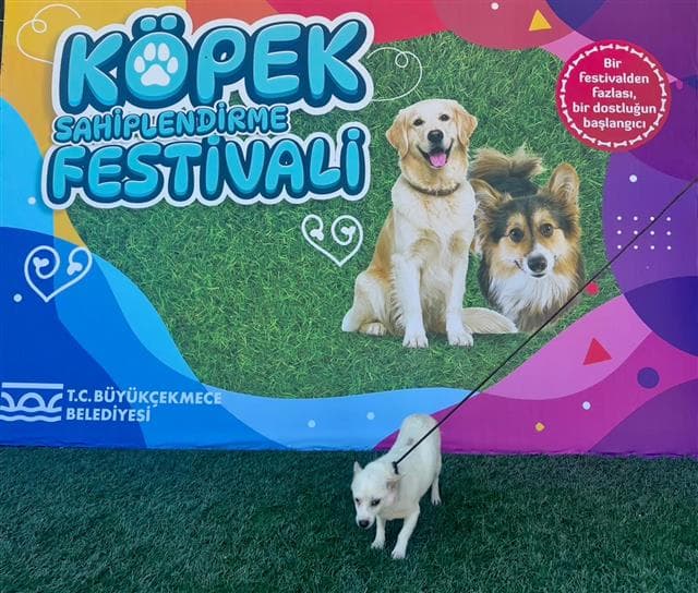 Büyükçekmece MELEZ 79403 Melez Köpek fotoğrafı