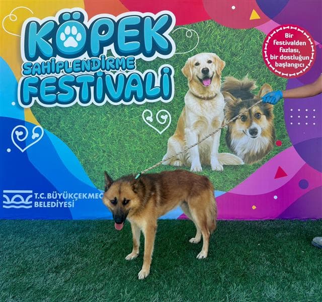 Büyükçekmece KURT MELEZİ 79416 Kurt Melezi Köpek fotoğrafı