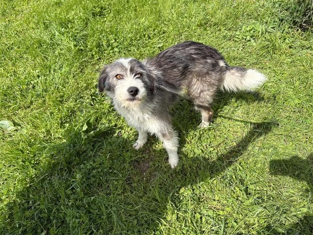 Büyükçekmece TERRİER MELEZİ 79441 Terrier Melezi Köpek fotoğrafı
