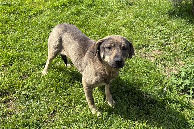 Büyükçekmece MELEZ 79859 Melez Köpek fotoğrafı