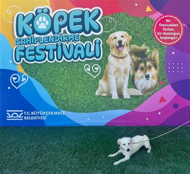Büyükçekmece MELEZ 80544 Melez Köpek fotoğrafı