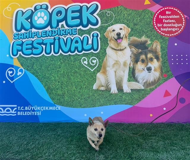 Büyükçekmece PINCHER 80829 Pıncher Köpek fotoğrafı