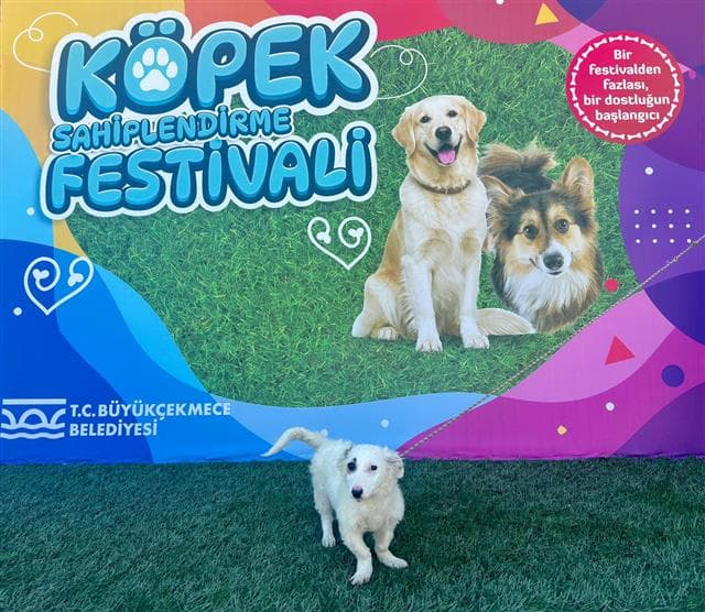 Büyükçekmece MELEZ 80994 Melez Köpek fotoğrafı