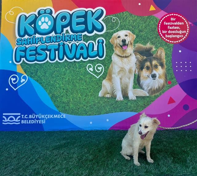 Büyükçekmece MELEZ 81111 Melez Köpek fotoğrafı