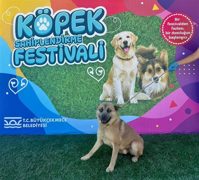 Büyükçekmece KURT MELEZİ 81328 Kurt Melezi Köpek fotoğrafı