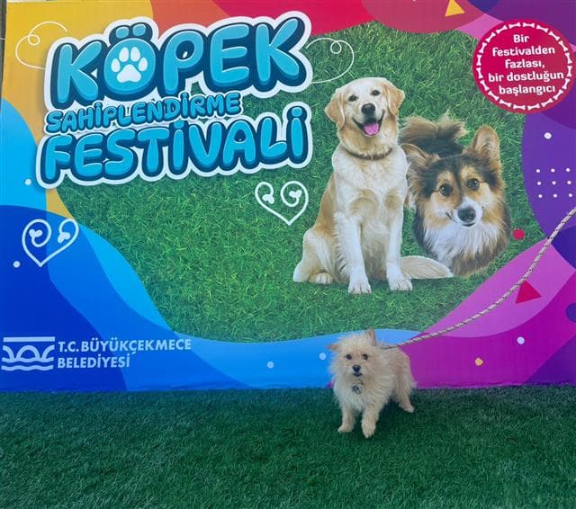 Büyükçekmece TERRİER 81417 Terrier Köpek fotoğrafı