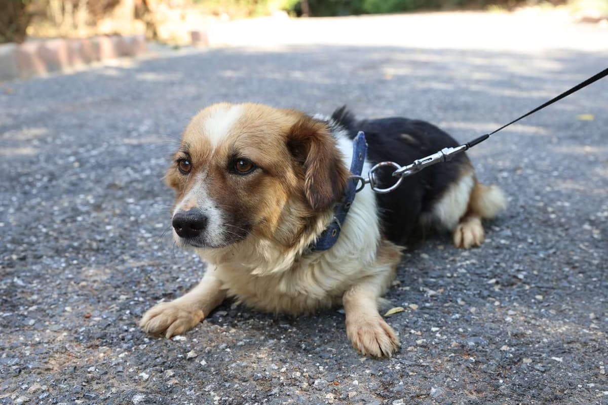 Cekmekoy Fino Melezi Köpek Fino Melezi Köpek fotoğrafı