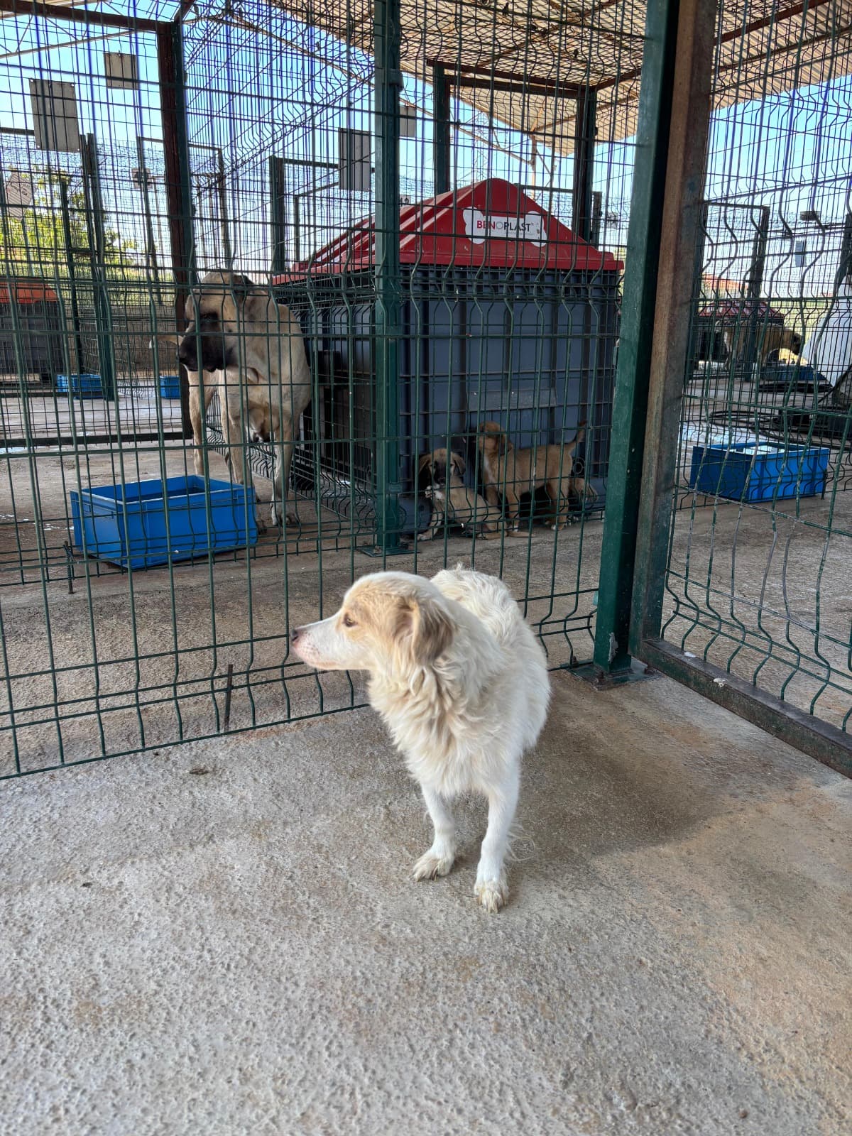 Ciftlikkoy Melez Köpek, Yalova